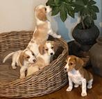 Zeer bijzondere BEAGLE x KOOIKER pups, Parvo, Nederland, 8 tot 15 weken, Meerdere