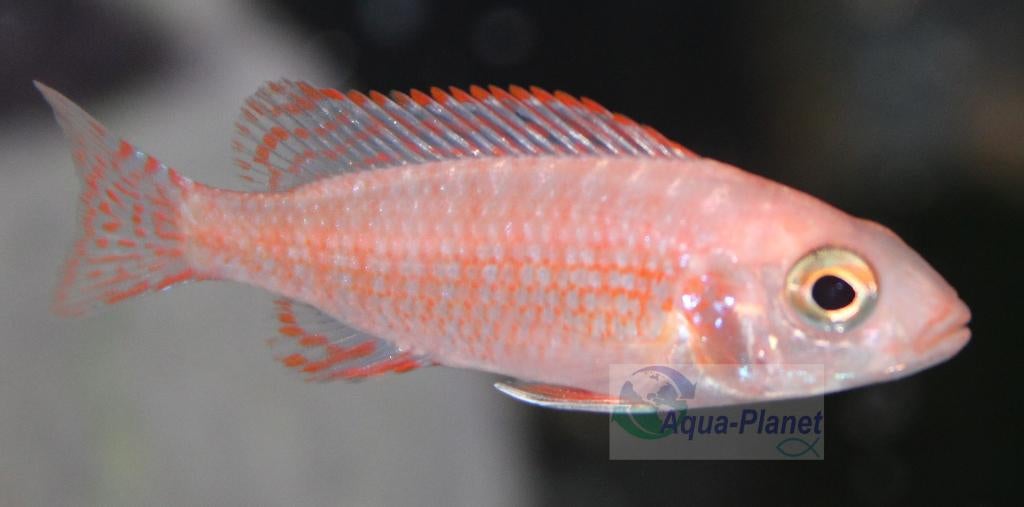 Aulonocara sp. "Fire Fish", Vis, Zoetwatervis