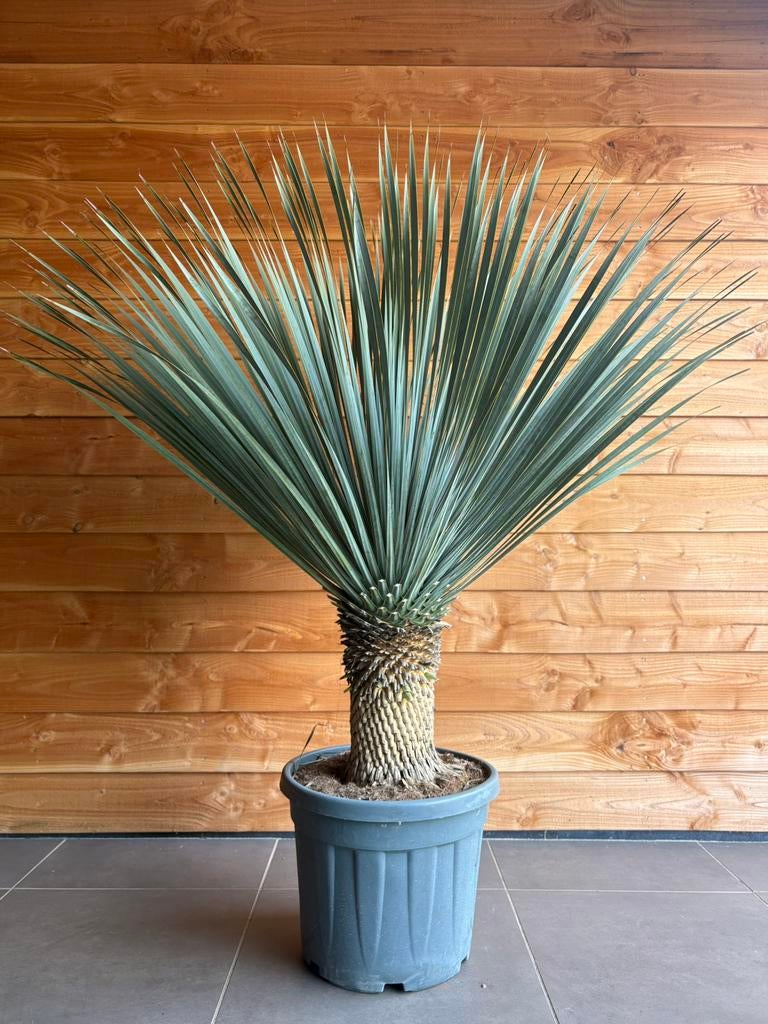 Yucca Rostrata, Ophalen, Overige soorten, Volle zon