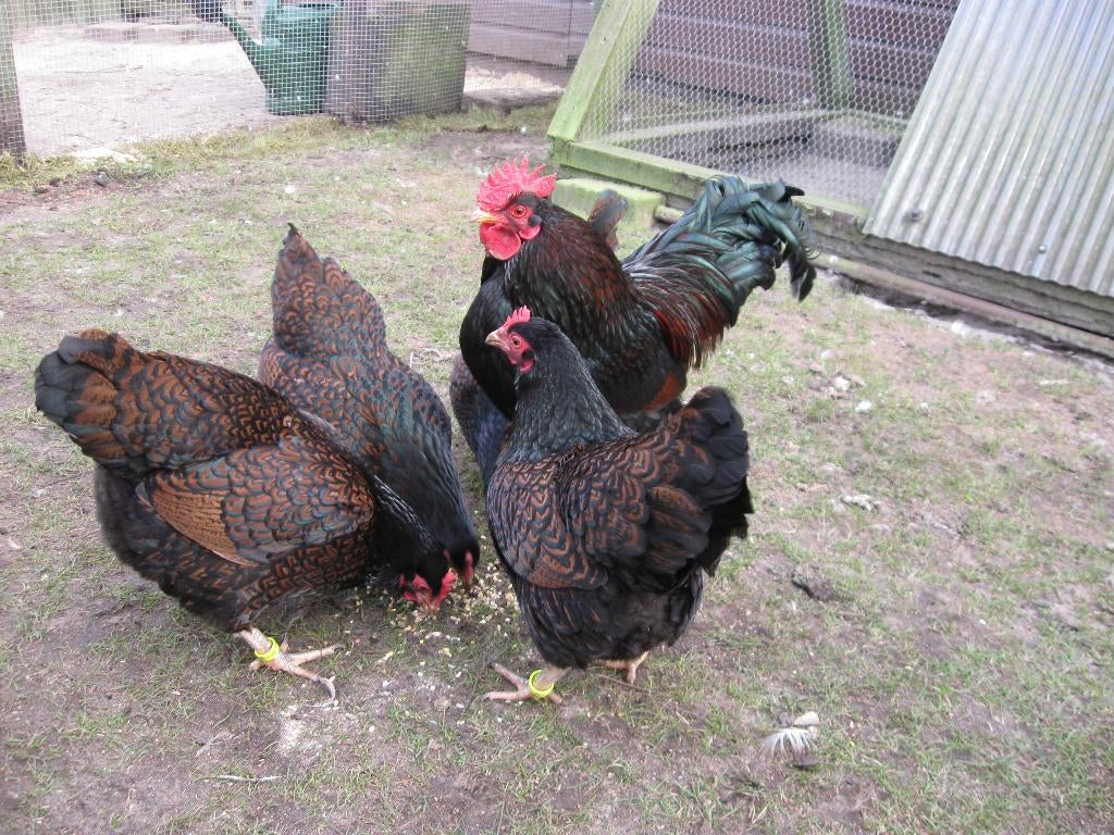 Broedeieren Barnevelder krielkip (dubbel gezoomd), Dieren en Toebehoren, Pluimvee, Geslacht onbekend, Kip