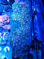 Zoanthus pinkdiamond koraal stekken softkoraal, Ophalen, Nieuw, Gevuld zeewateraquarium