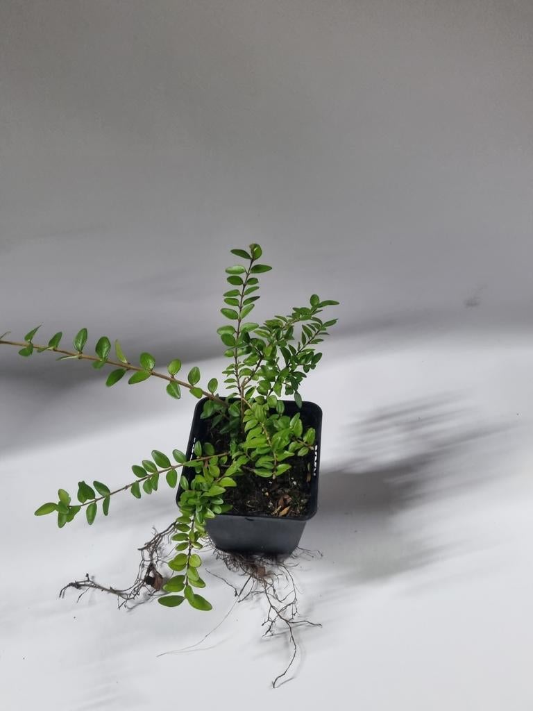 Lonicera te koop, Ophalen, Overige soorten, Volle zon