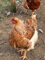 Wyandotte kippen oranje wit, Vrouwelijk, Kip