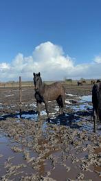 2 jarige merrie Charthago Blue X Guidam, Dieren en Toebehoren, Paarden, Merrie, Springpaard, Met stamboom, 0 tot 2 jaar