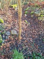 Sering boom, ong. 3 tot 4 meter hoog. Syringa vulgaris., Tuin en Terras, Overige soorten, Lente, 250 tot 400 cm, Ophalen