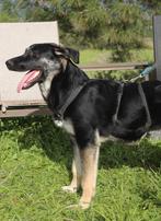 Kira verblijft in Cyprus, 15 weken tot 1 jaar, Handelaar, Buitenland, Teef