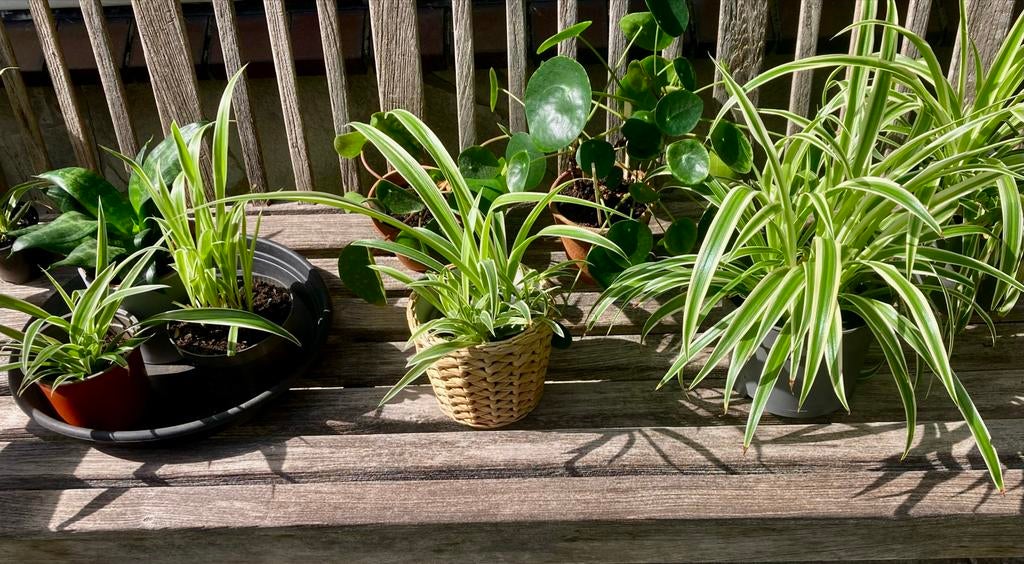 Kamerplanten: graslelie, pannekoekplant, sanseveria, Ophalen, Overige soorten, Halfschaduw, In pot