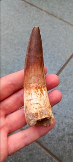 Top Spinosaurus tand uit Marokko dinosaurus fossielen, Verzamelen, Ophalen of Verzenden, Fossiel