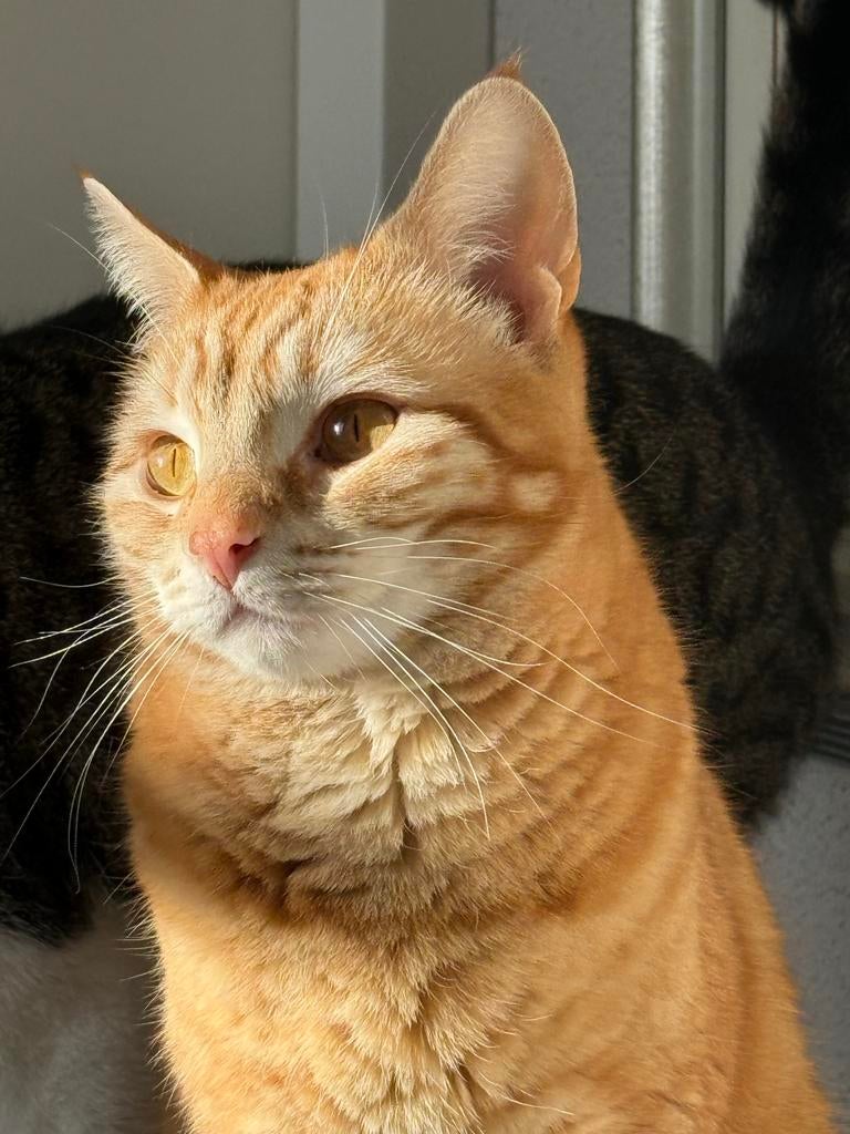 Knappe kater van 3 zoekt nieuw baasje, Dieren en Toebehoren, Katten en Kittens | Overige Katten, Kater