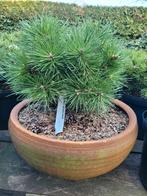 Pinus Nigra Nana in schaal - Dwerg Oostenrijkse Den, Ophalen