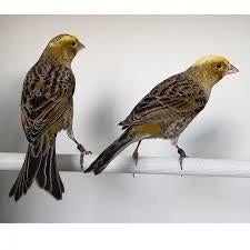 Prachtige Lizard kanaries mannen en poppen, Dieren en Toebehoren, Vogels | Kanaries, Meerdere dieren, Kleurkanarie