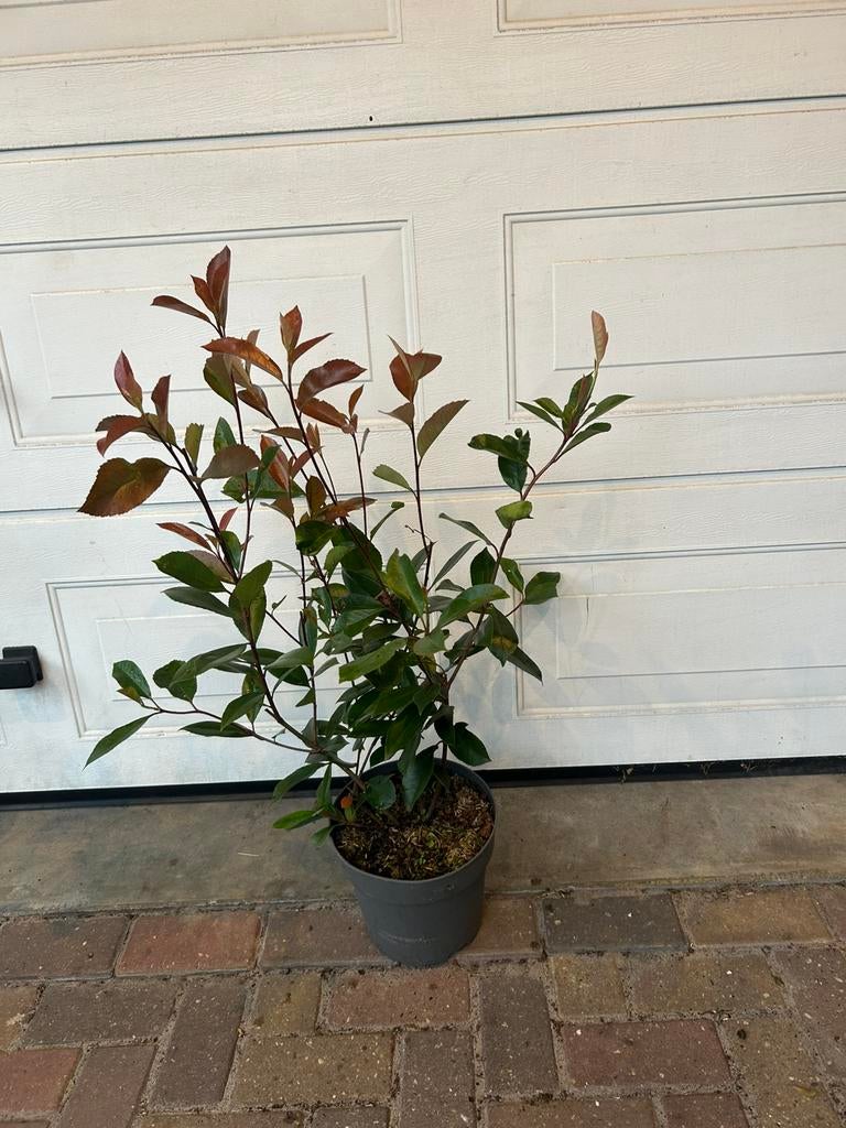 Photinia red robin, glansmispel, Tuin en Terras, Ophalen of Verzenden, Overige soorten, 100 tot 250 cm