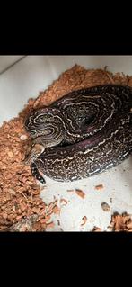 1.0 leopard boa, Dieren en Toebehoren, Slang, 3 tot 6 jaar