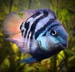 Blauwe Parrot Cichlide - Koidreams, Vis, Zoetwatervis