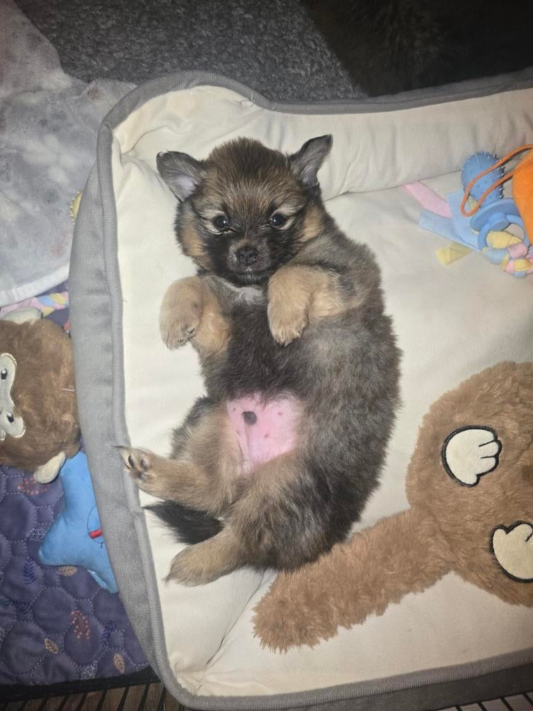 Pomchi pup reutje – kruising Pomeranian x Chihuahua, 8 tot 15 weken, Meerdere, Nederland, Particulier