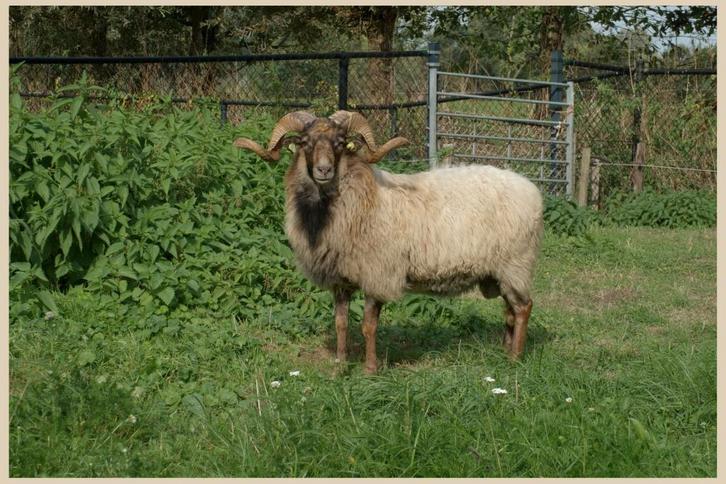 Kempische Heideschaap te koop, Dieren en Toebehoren, Schapen, Geiten en Varkens, Schaap, Mannelijk, 0 tot 2 jaar