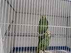 Koppel venezuela amazone, Dieren en Toebehoren, Vogels | Parkieten en Papegaaien, Meerdere dieren, Papegaai, Geringd