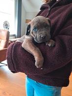 Te koop raszuivere Cane Corso pups, Dieren en Toebehoren, Parvo, 8 tot 15 weken, Meerdere, Nederland