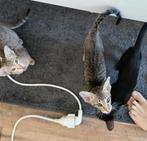 Kittens, Ooster korthaar kittens, oriental kittens, pete..., Dieren en Toebehoren, Meerdere dieren, Ontwormd, 0 tot 2 jaar