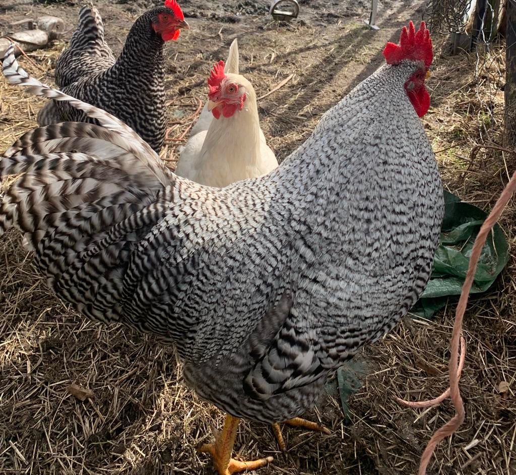 Broedeieren te koop, Dieren en Toebehoren, Pluimvee, Mannelijk, Kip