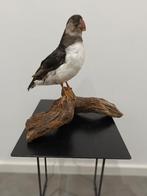 Opgezette vogel, Verzenden, Zo goed als nieuw, Vogel, Opgezet dier