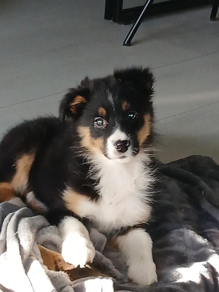 Australian Shepherd, Dieren en Toebehoren, Honden | Herdershonden en Veedrijvers, Sheepdog, 15 weken tot 1 jaar, Teef, Parvo