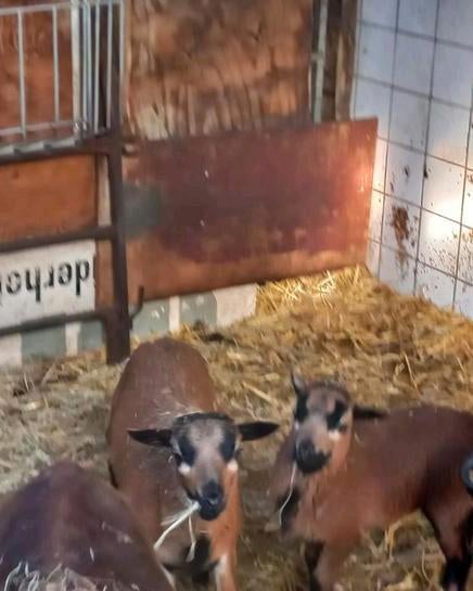 Kameroen schaap 2x ooilam van januari 2025, Dieren en Toebehoren, Schapen, Geiten en Varkens, Meerdere dieren, Schaap