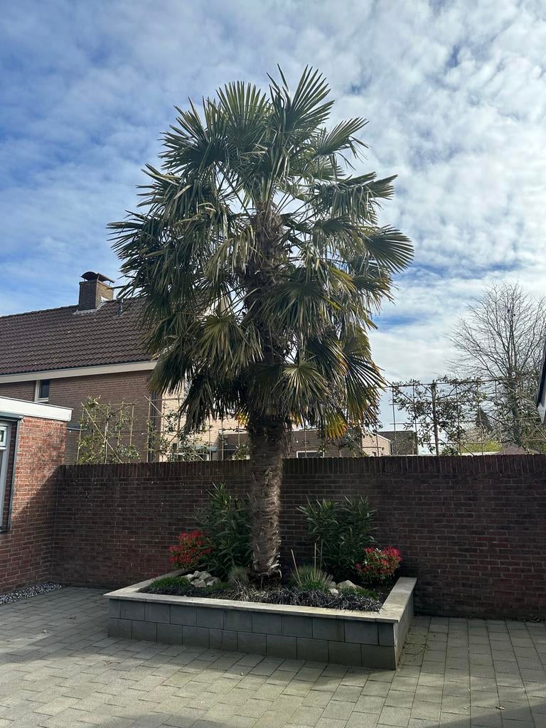 Palmbomen 4 stuks, Volle zon, Vaste plant, Bloeit niet, Ophalen