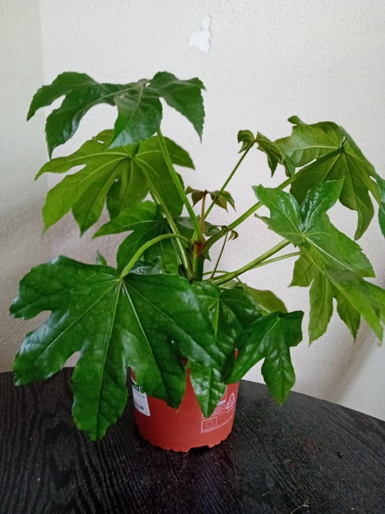 Vingerplant (Fatsia Japonica), Ophalen, Halfschaduw, Minder dan 100 cm