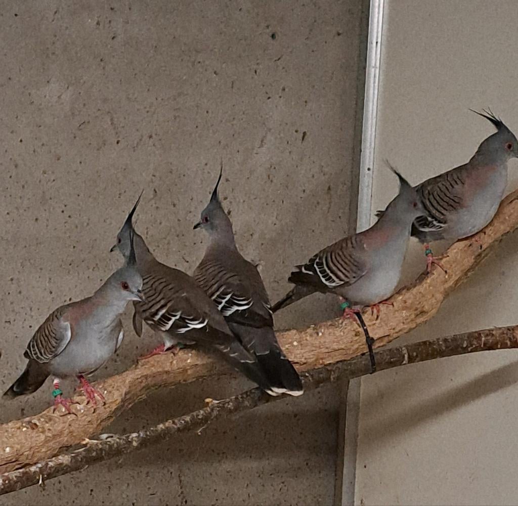 Australische kuifduiven, 4 stuks, Meerdere dieren