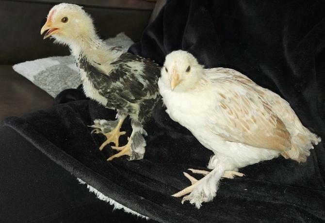 3 Faverolles-, Kuifhoen krielkuikens, Dieren en Toebehoren, Pluimvee, Kip, Geslacht onbekend