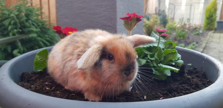 Dwerghangoortjes x teddy widder, veel keus! (Rabbit Ranch), Dieren en Toebehoren, Konijnen, Dwerg, Meerdere dieren, Hangoor