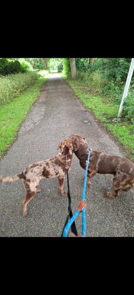 Labrador /catahoula leopard dog  choco merle, Dieren en Toebehoren, Honden | Retrievers, Spaniëls en Waterhonden, België, Fokker | Hobbymatig