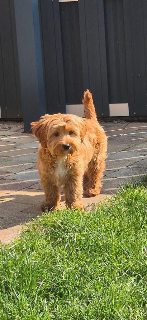 Maltipoo reu 5.5 maand, Parvo, 15 weken tot 1 jaar, Eén hond, Nederland