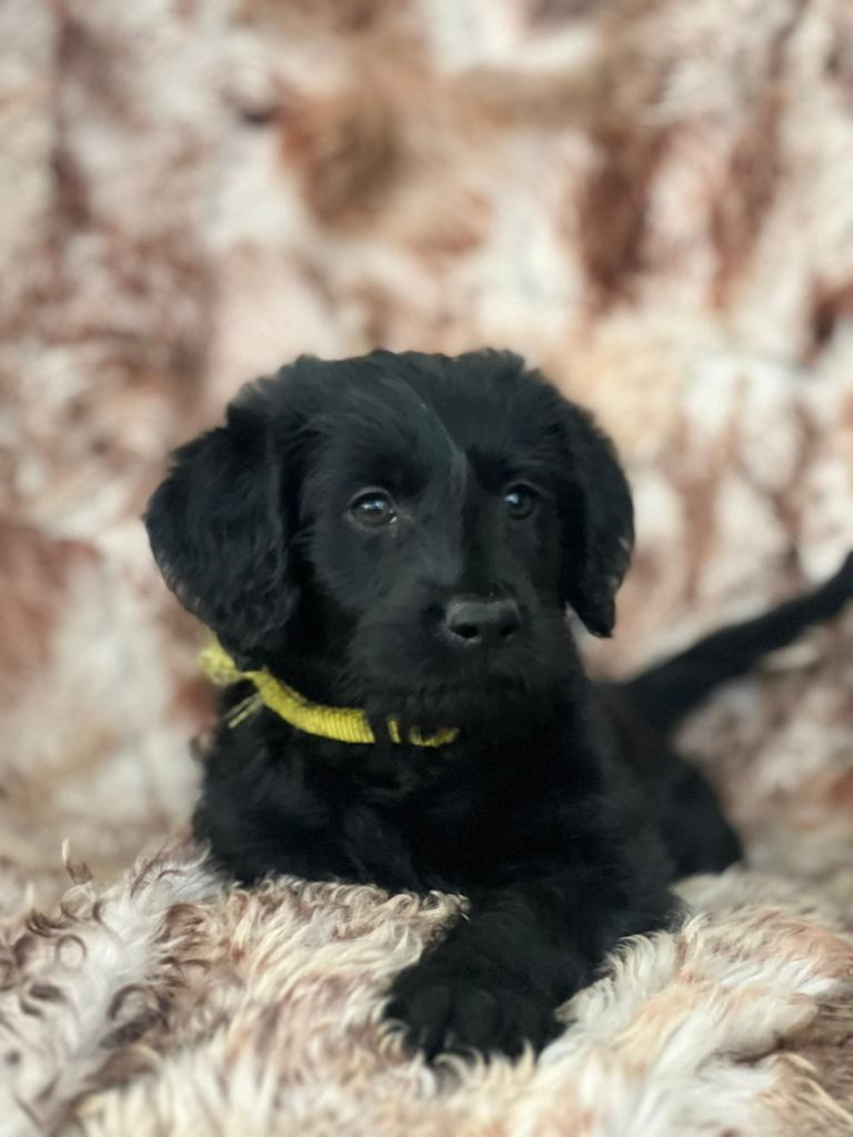 Labradoodle pup, Eén hond, Nederland, Fokker | Hobbymatig, Reu