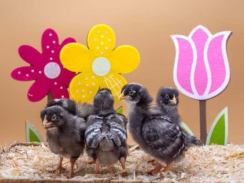 Jonge tamme Amrock kuikens gesekst en ingeënt