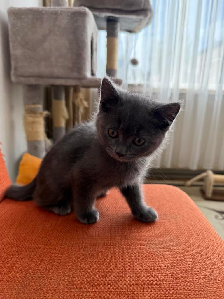 Brits Korthaar kittens, Dieren en Toebehoren, Katten en Kittens | Raskatten | Korthaar, Meerdere dieren, 0 tot 2 jaar