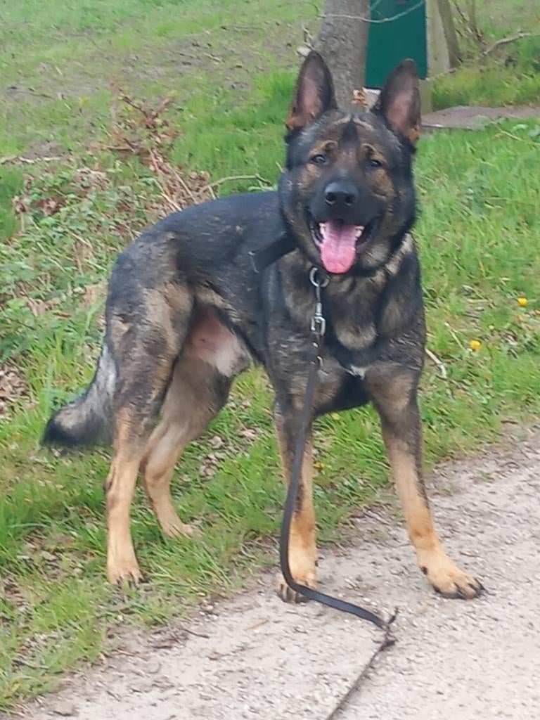 DUITSE HERDER KNPV FCI STAMBOOM DEKREU, Reu, 1 tot 2 jaar, Parvo, Eén hond