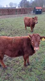 Dexter koe met kalf, rood hoogbenig., Meerdere dieren