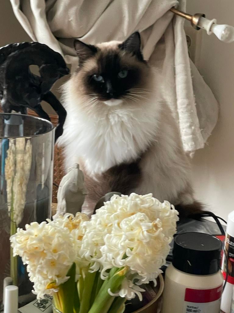 Ragdoll stamboom (fok) poes, Poes, Met stamboom, 3 tot 5 jaar