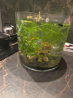 Vissenkom grote cilinder gratis, Dieren en Toebehoren, Vissen | Aquaria en Toebehoren, Ophalen of Verzenden