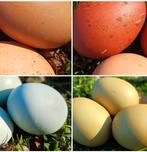 Broedeieren kleurleggers marans araucana olijf groen, Dieren en Toebehoren, Geslacht onbekend, Kip