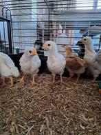 Sussex en New Hampshire kuikens 3 weken, Dieren en Toebehoren, Pluimvee, Geslacht onbekend, Kip