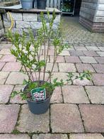 Sering 'Miss Kim' - Compacte en geurende sering, Overige soorten, Volle zon, Vaste plant, Ophalen of Verzenden