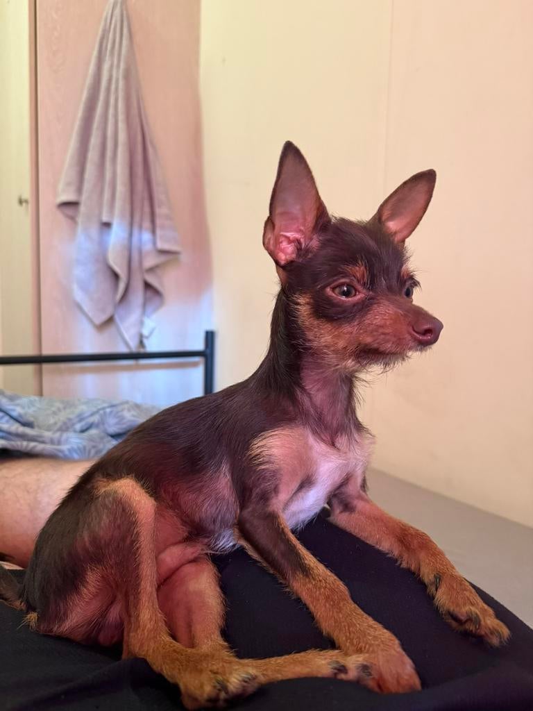 toy terriër dekreu, Particulier, Reu, 1 tot 2 jaar, Buitenland