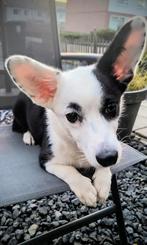 Welsh corgi cardigan teefje (pup), Dieren en Toebehoren, 15 weken tot 1 jaar, Teef, Eén hond, Herder
