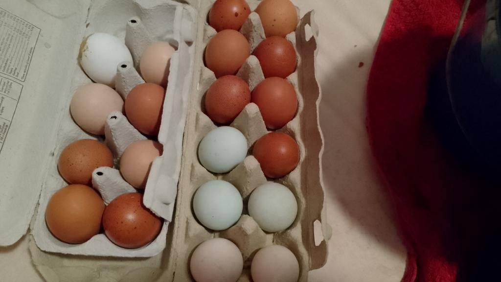 Broedeieren, consumptie eieren en kuikens!!!, Dieren en Toebehoren, Pluimvee, Geslacht onbekend, Kip