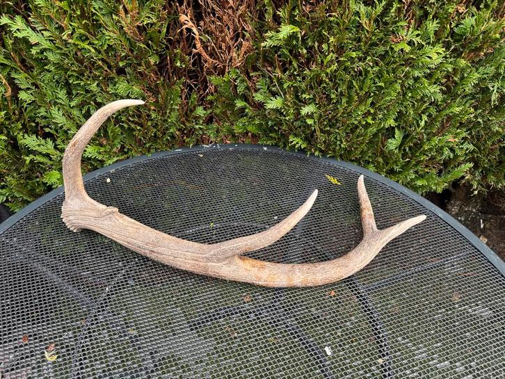 Prachtig herten gewei - Natuurlijke decoratie, Verzamelen, Dierenverzamelingen, Gebruikt, Gewei of Kop, Hert, Ophalen
