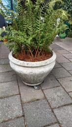 Bloempot 60 d 50 h met krulvaren., Ophalen, Rond