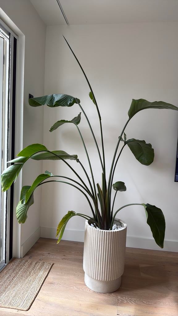 Grote Strelitzia Nicolai (Paradijsvogelplant), Overige soorten, Ophalen of Verzenden, In pot, 150 tot 200 cm